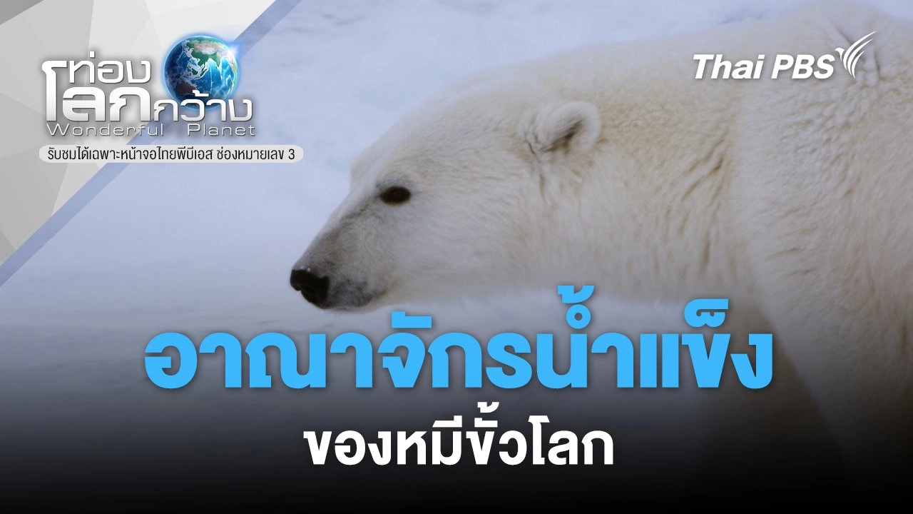 อาณาจักรน้ำแข็งของหมีขั้วโลก