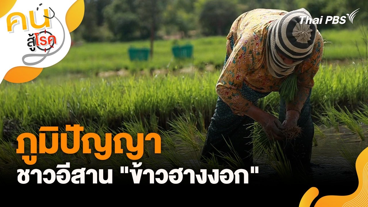 ภูมิปัญญาของชาวอีสาน "ข้าวฮางงอก"