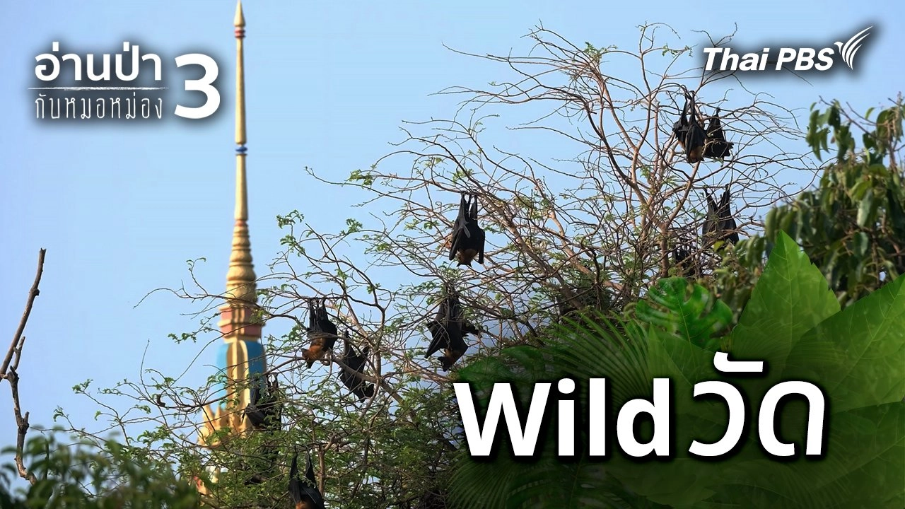 Wild วัด