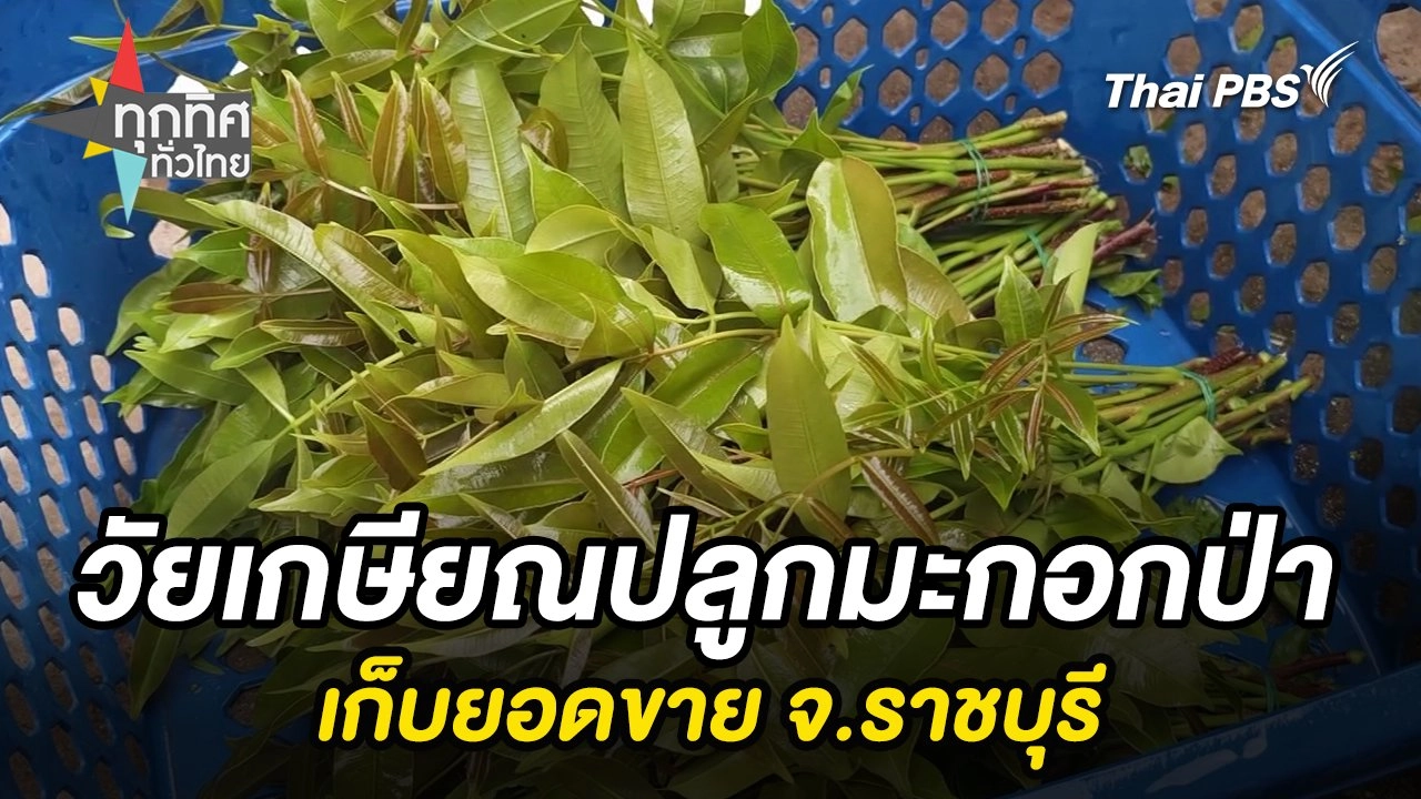 วัยเกษียณปลูกมะกอกป่าเก็บยอดขาย จ.ราชบุรี