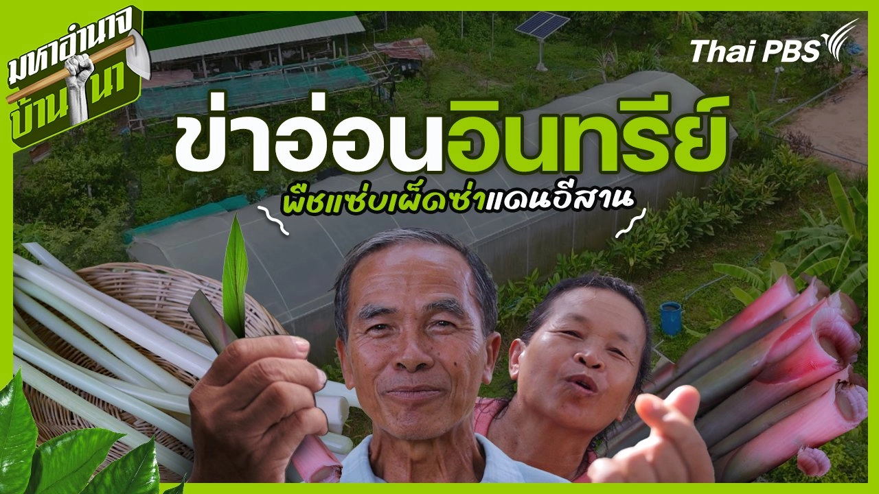 ข่าอ่อนอินทรีย์ พืชแซ่บเผ็ดซ่าแดนอีสาน