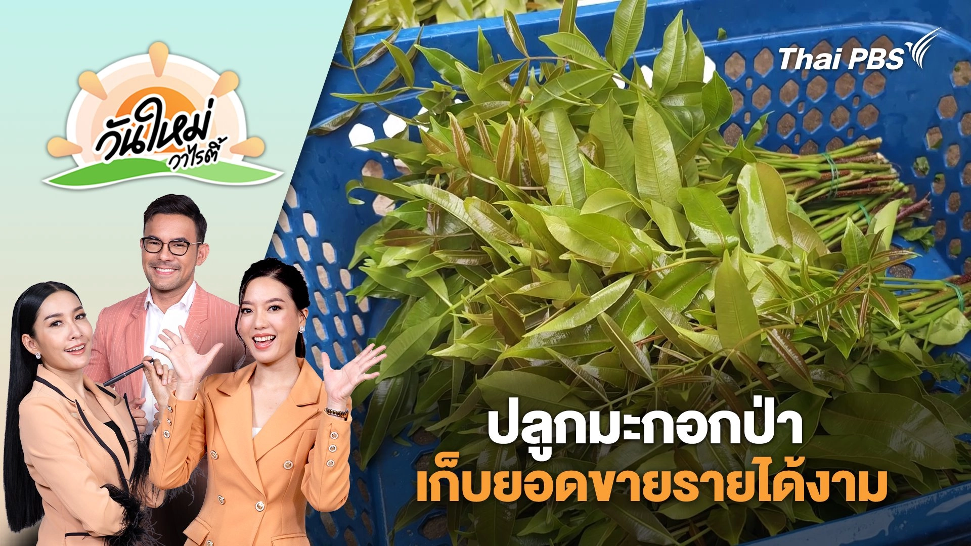 ช่างทาสีวัยเกษียณปลูกมะกอกป่าเก็บยอดขายรายได้งาม จ.ราชบุรี | วันใหม่วาไรตี้ | 5 ส.ค. 68