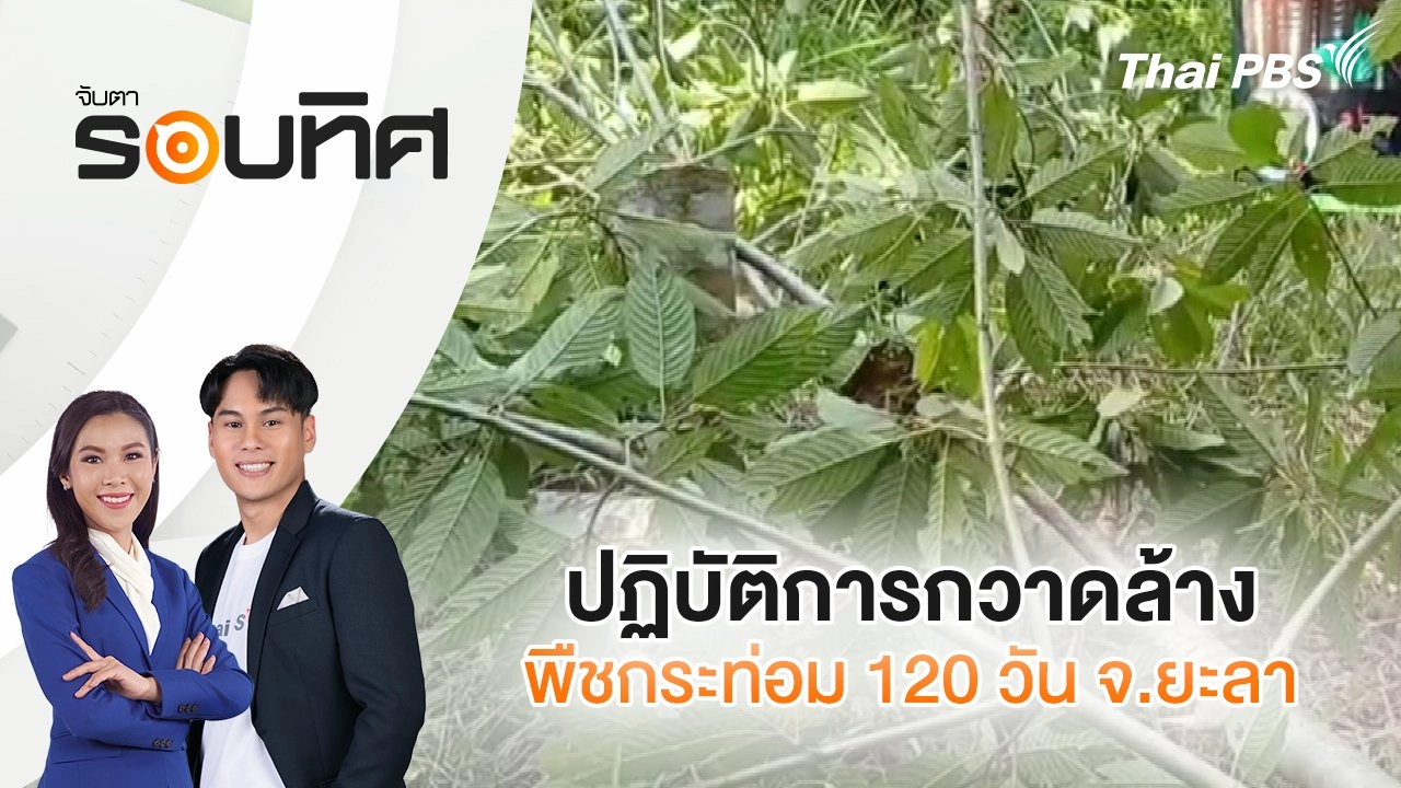 ปฏิบัติการกวาดล้างพืชกระท่อม 120 วัน จ.ยะลา | จับตารอบทิศ | 15 ส.ค. 68