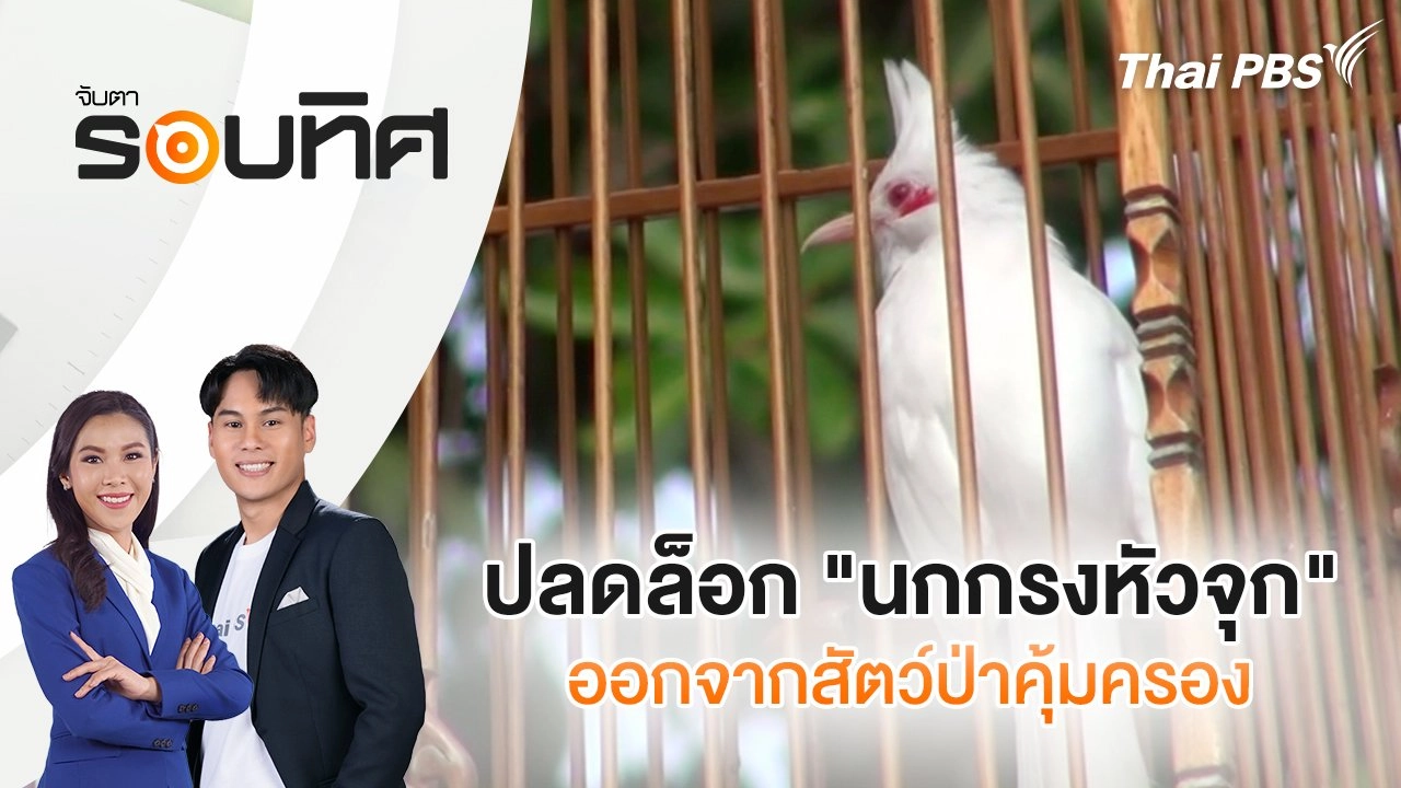 ปลดล็อก "นกกรงหัวจุก" ออกจากสัตว์ป่าคุ้มครอง | จับตารอบทิศ | 18 ส.ค. 68