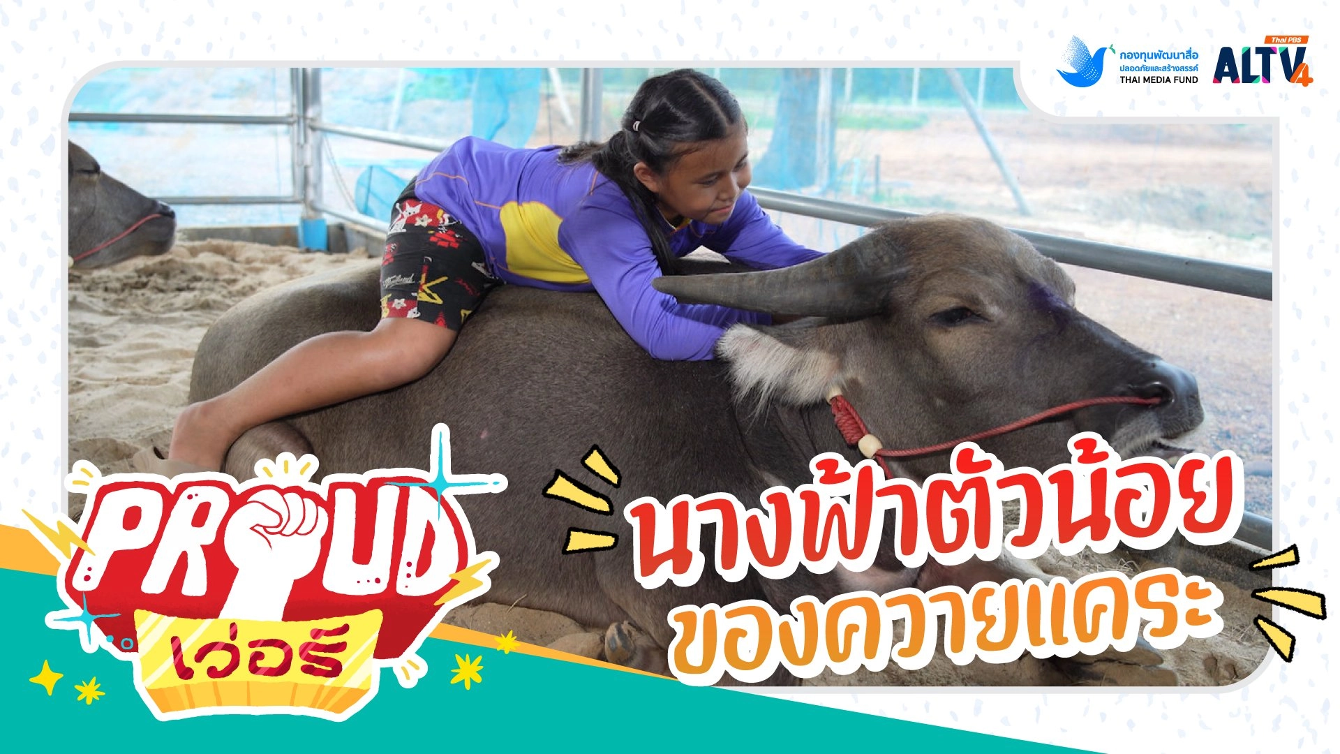 นางฟ้าตัวน้อยของควายแคระ