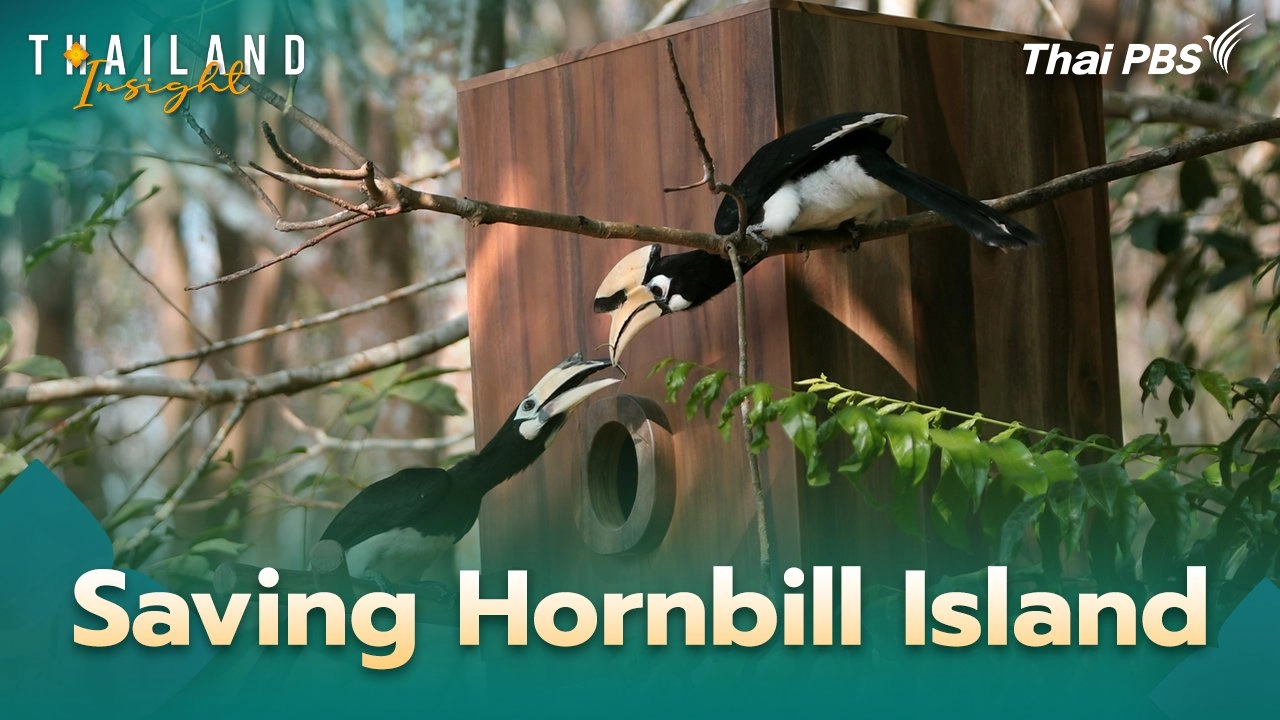 Saving Hornbill Island