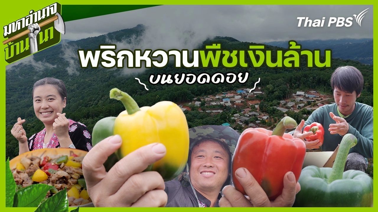 พริกหวาน พืชเงินล้านบนยอดดอย