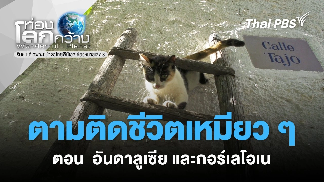 ตามติดชีวิตเหมียว ๆ  ตอน  อันดาลูเซีย และกอร์เลโอเน