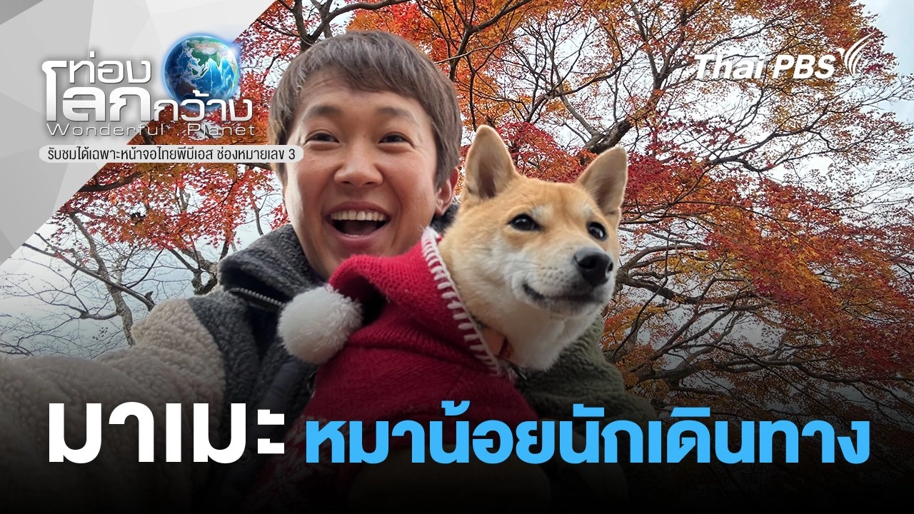 มาเมะ...หมาน้อยนักเดินทาง