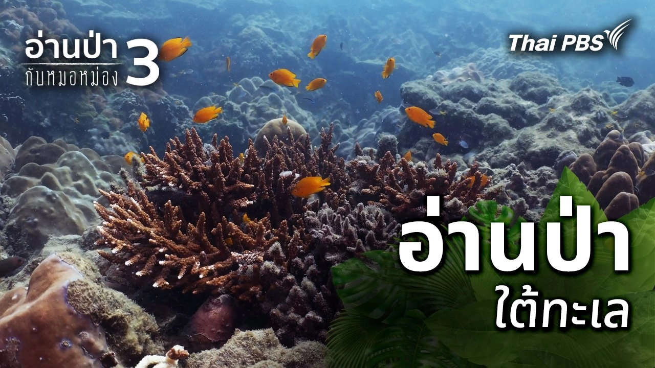 อ่านป่าใต้ทะเล