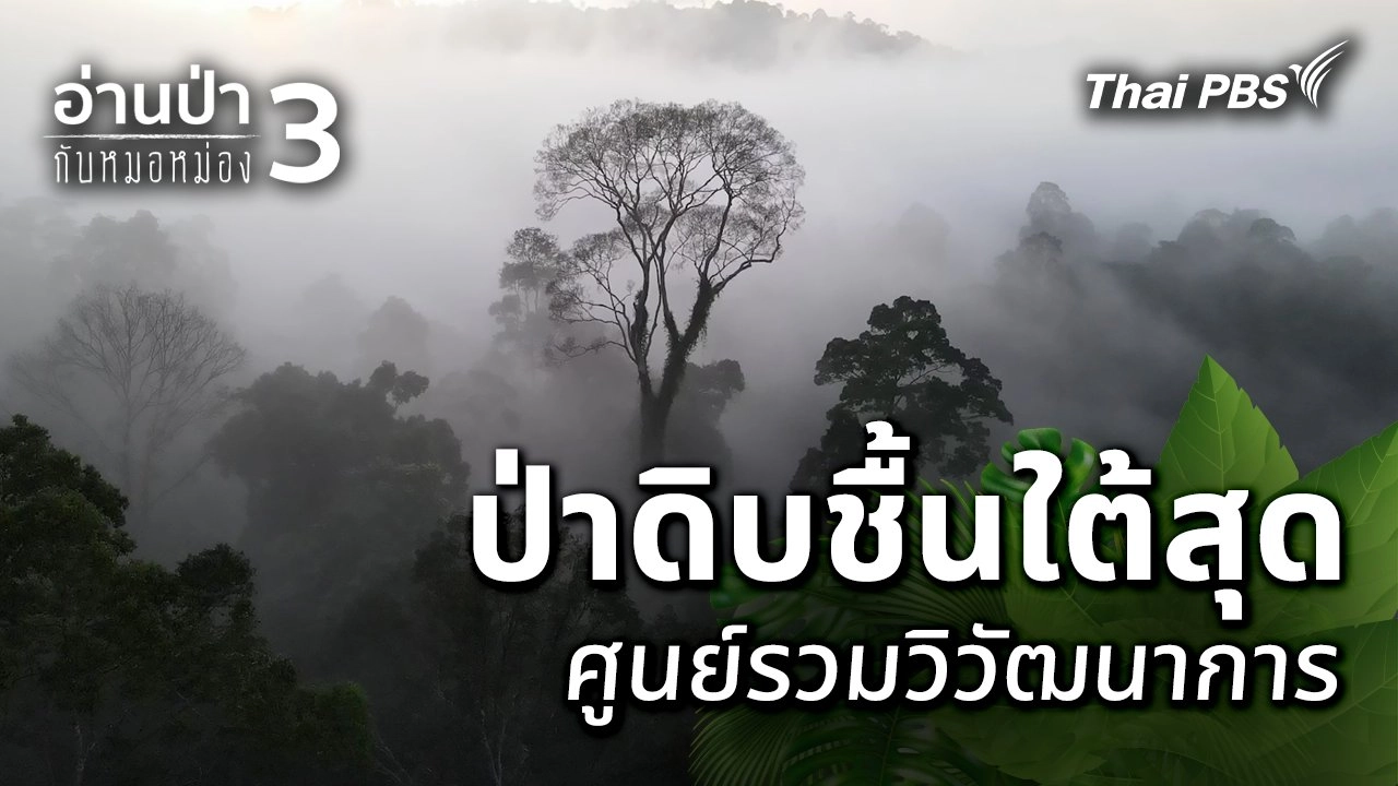 ป่าดิบชื้นใต้สุด ศูนย์รวมวิวัฒนาการ