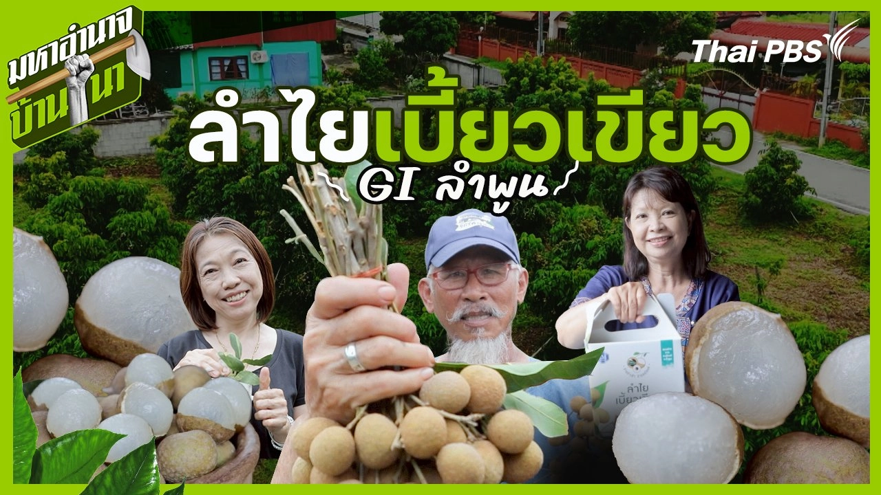 ลำไยเบี้ยวเขียว GI ลำพูน