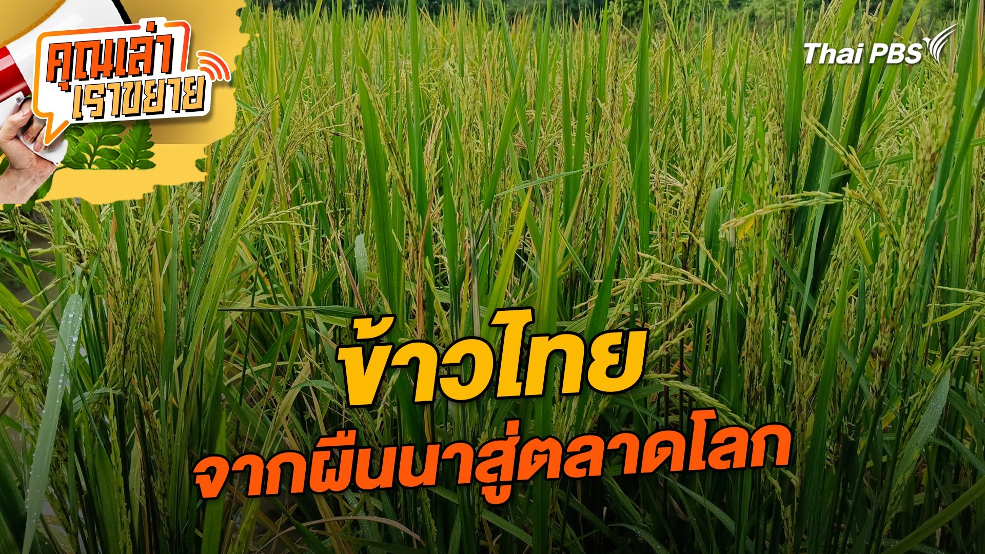 ข้าวไทย จากผืนนาสู่ตลาดโลก