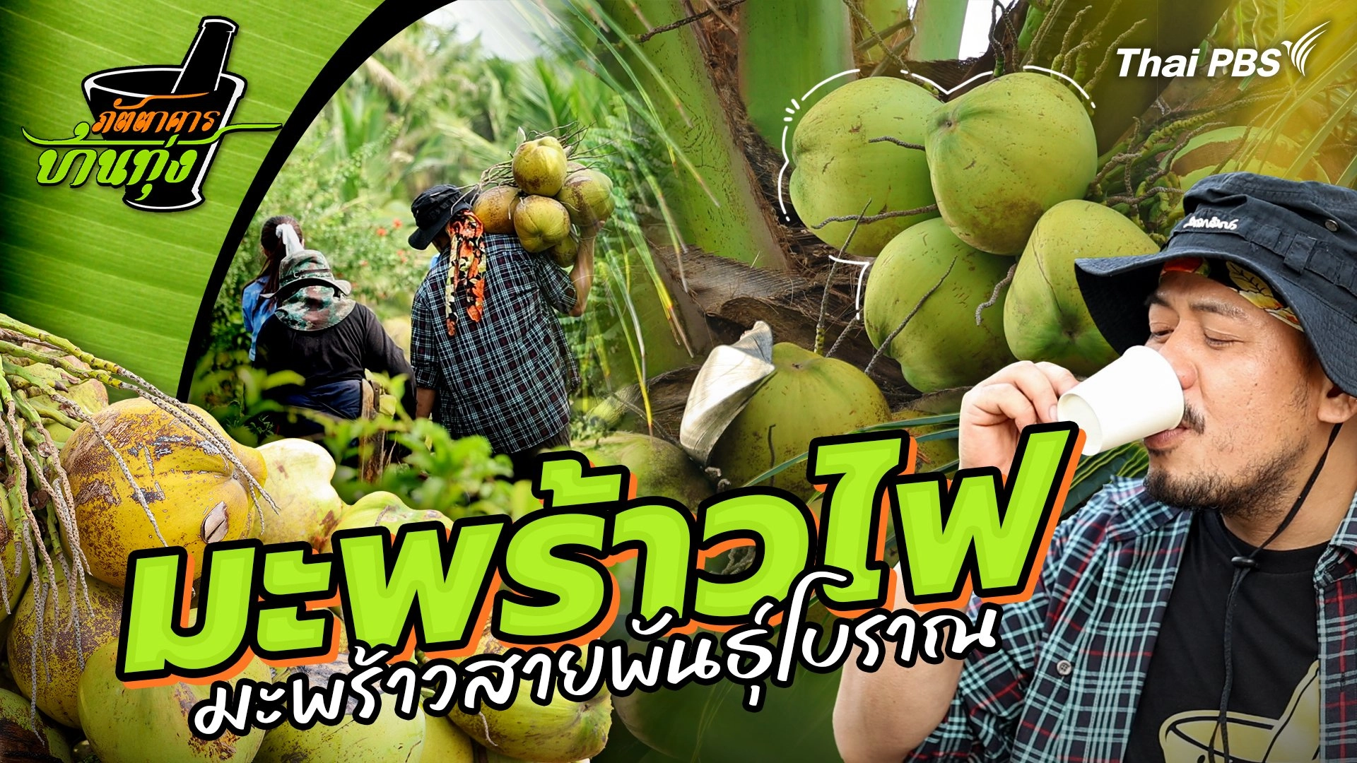 มะพร้าวไฟ