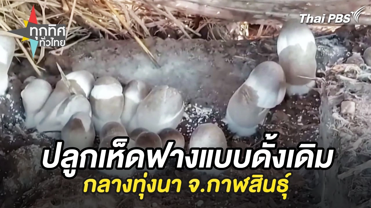 ปลูกเห็ดฟางแบบดั้งเดิมกลางทุ่งนา จ.กาฬสินธุ์