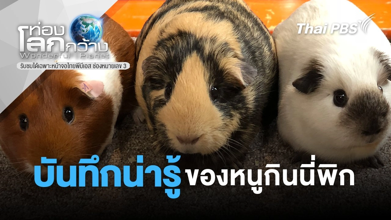 บันทึกน่ารู้ของหนูกินนี่พิก