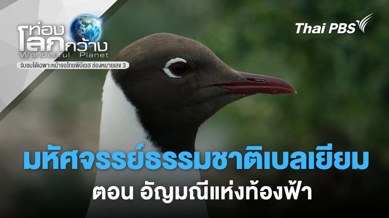 มหัศจรรย์ธรรมชาติเบลเยียม ตอน อัญมณีแห่งท้องฟ้า