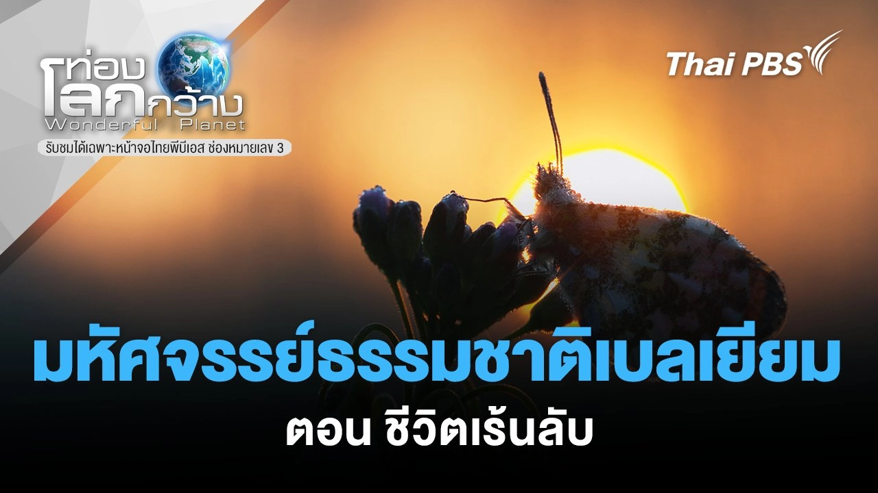 มหัศจรรย์ธรรมชาติเบลเยียม ตอน ชีวิตเร้นลับ