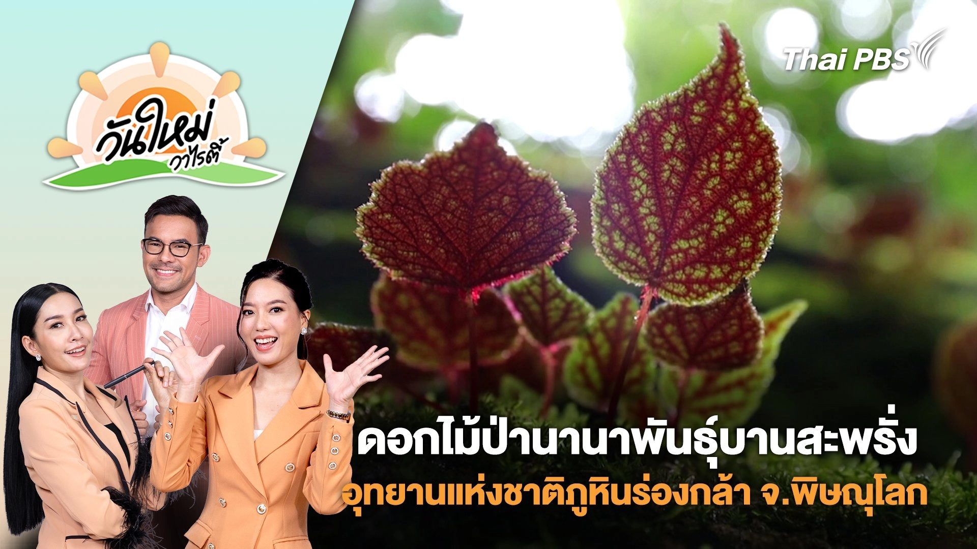 ดอกไม้ป่านานาพันธุ์บานสะพรั่งที่อุทยานแห่งชาติภูหินร่องกล้า จ.พิษณุโลก | วันใหม่วาไรตี้ | 9 มิ.ย. 68