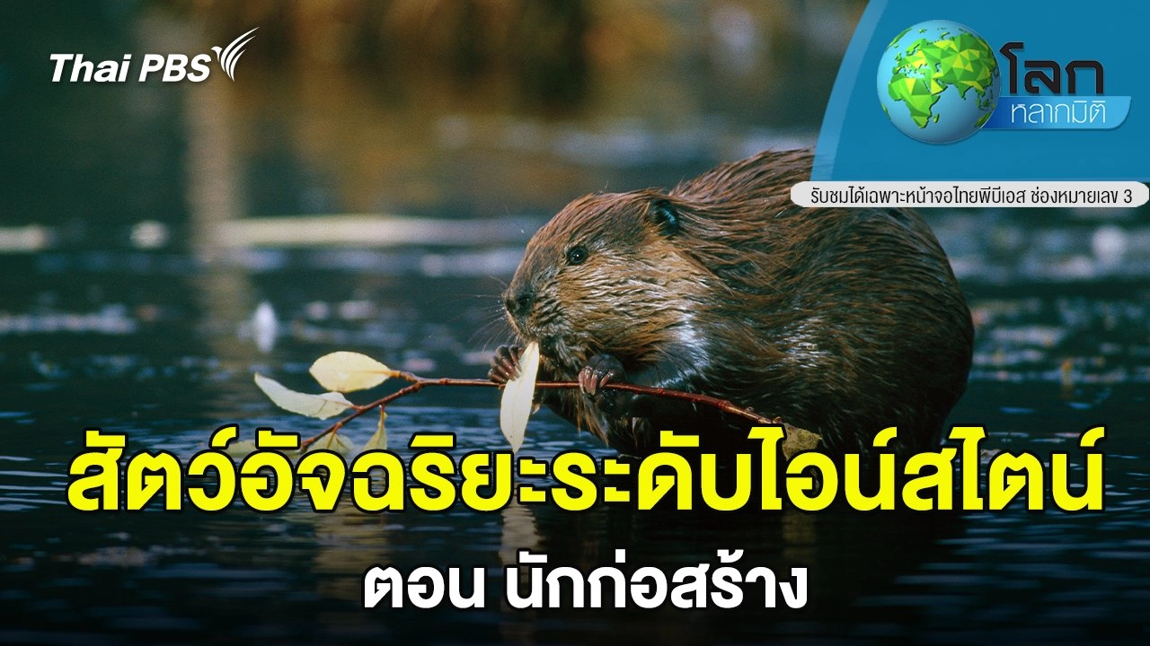 สัตว์อัจฉริยะระดับไอน์สไตน์ ตอน นักก่อสร้าง