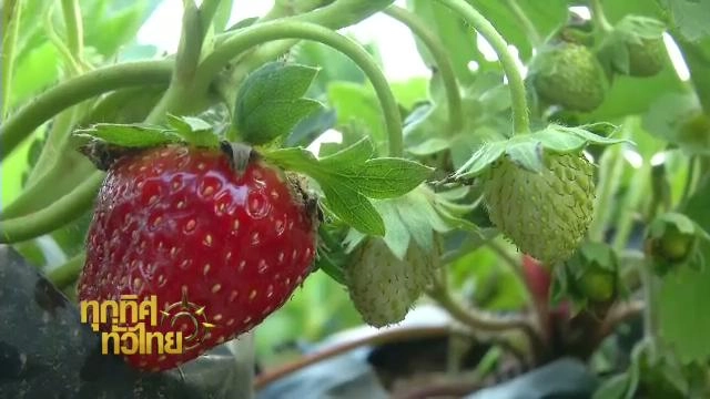 ทุกทิศทั่วไทย