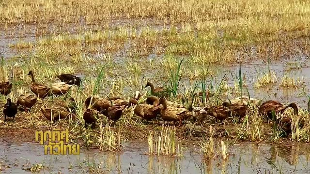 ประเด็นข่าว (2 มี.ค. 59)