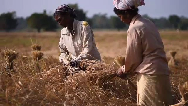 ไทคำยัง ทุ่งทองคำแห่งลุ่มน้ำพรหมบุตร