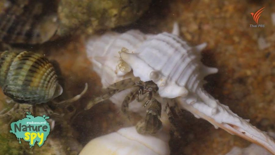 ปูเสฉวนเปลี่ยนบ้าน