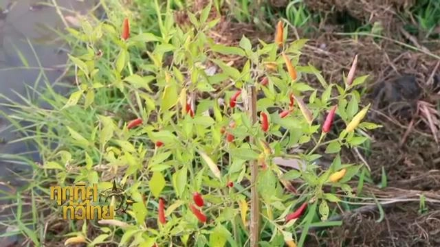 ประเด็นข่าว (3 มี.ค. 59)