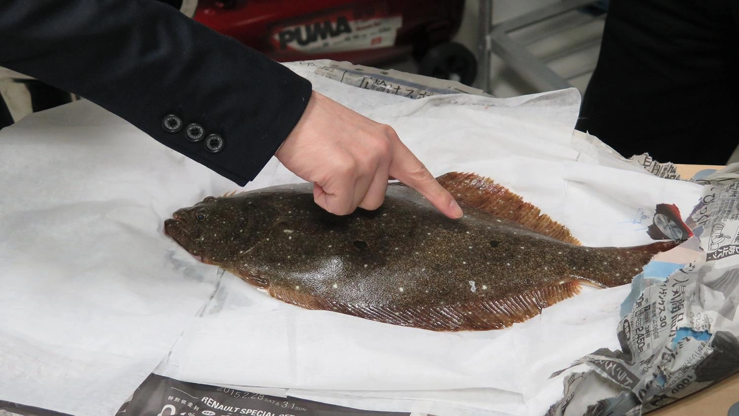 เมื่อปลาคืนชีพได้