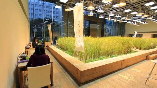 โตเกียว...ทำนาในตึก