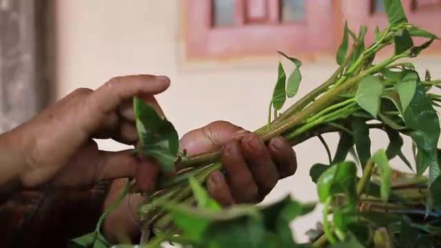 ​มันมาจากกาฬสินธุ์