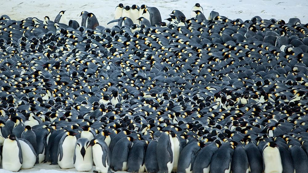 การรวมตัวอันยิ่งใหญ่ของธรรมชาติ