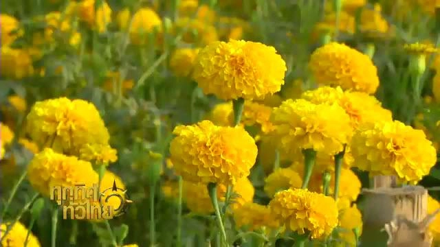 ประเด็นข่าว (8 มี.ค. 59)