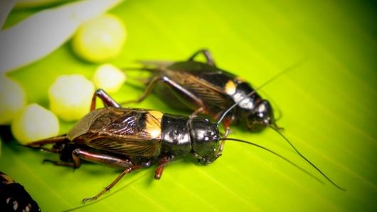 จิ้งหรีดทองดำทองแดง