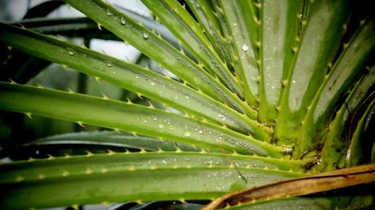 เตยทะเล