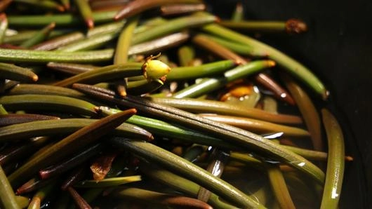 ลูกลุ่ย