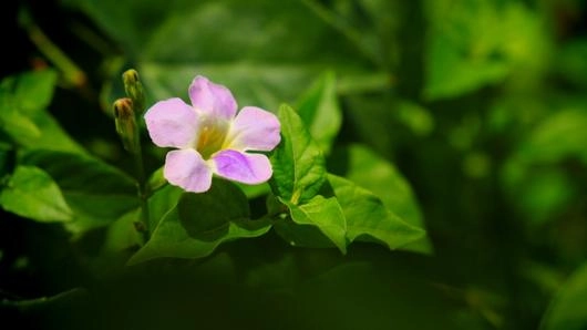 ตำลึงหวาน