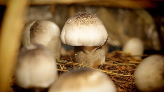 เห็ดฟาง