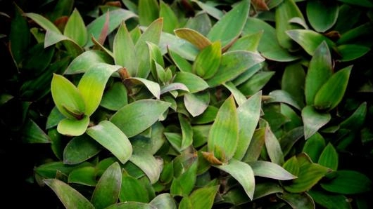 หญ้าไผ่น้ำ