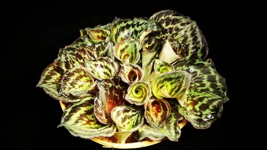 เปราะหูเสือ