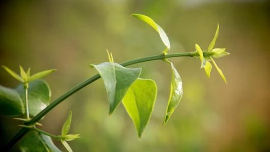 หนามพุงดอ