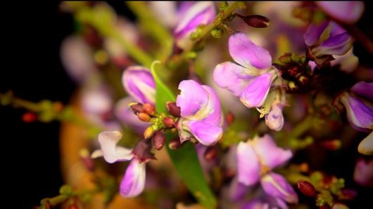 กระพี้จั่น