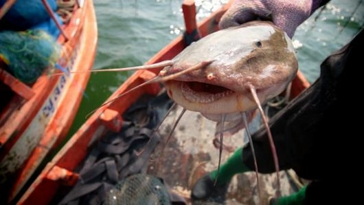 ปลาดุกทะเล