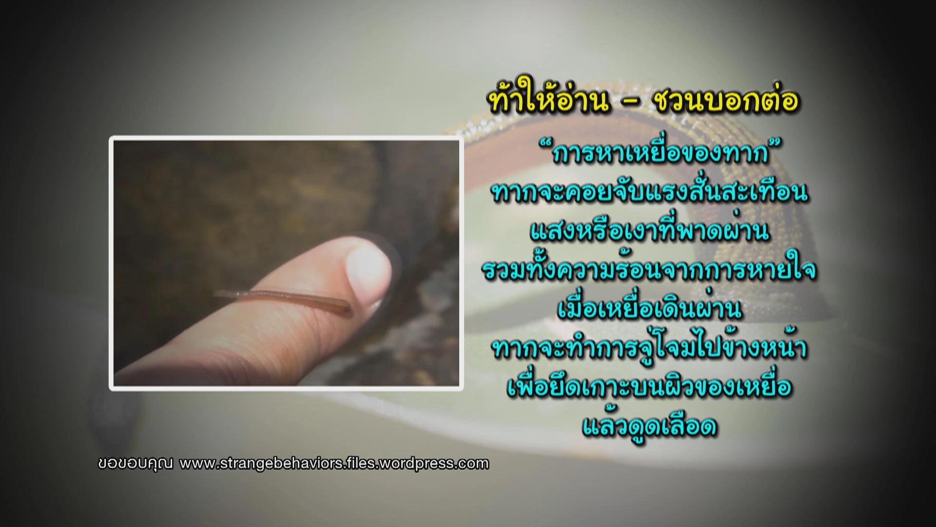 โรงเรียนปิยวัฒนศาสตร์ จ.ปทุมธานี