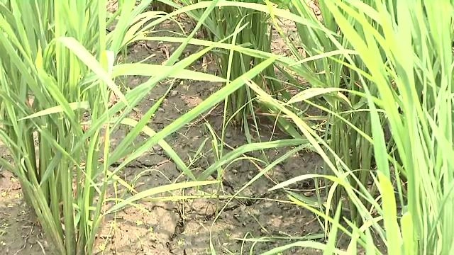 ประเด็นข่าว (8 มี.ค. 59)