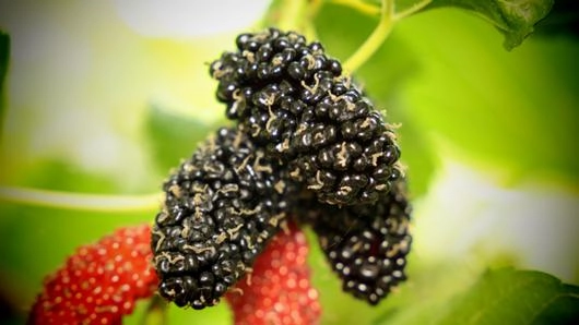 มัลเบอร์รี่