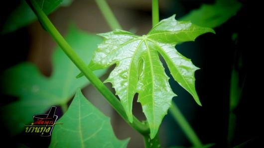 ผักไชยา