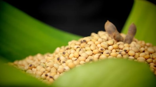 ถั่วเน่าเมอะ