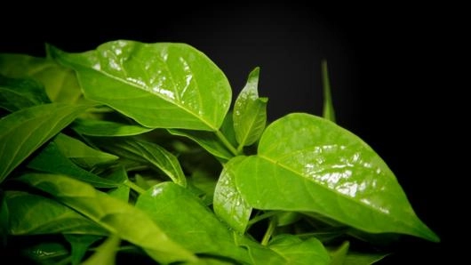 ผักเชียงดา